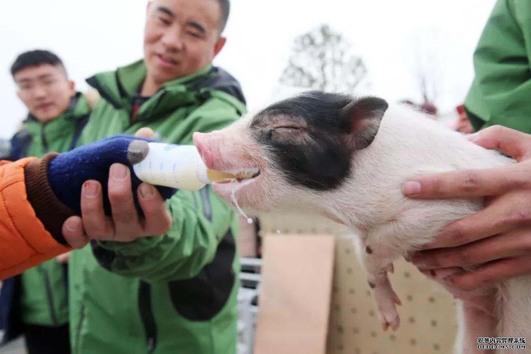 楼上养猪、投放冻肉…为了大口吃肉，中国接连